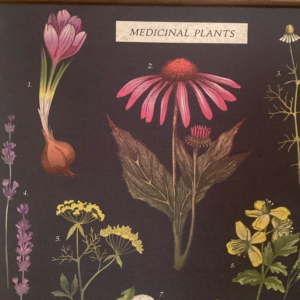 Botanical Wall Art with Black Background - Picture 4 of 6